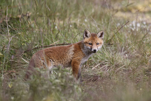 Renard 120