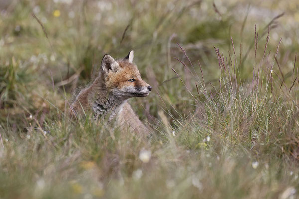 Renard 107