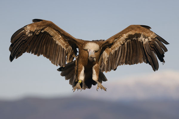 Vautour fauve E 2