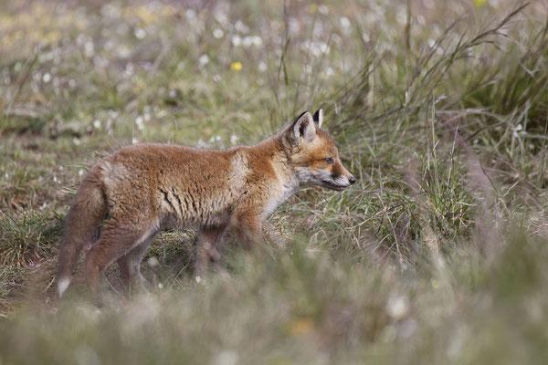 Renard 122