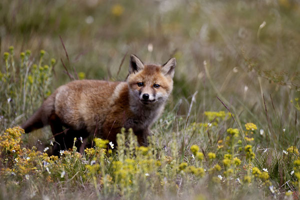 Renard 128