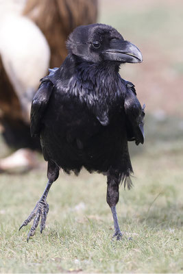 Grand corbeau E 1