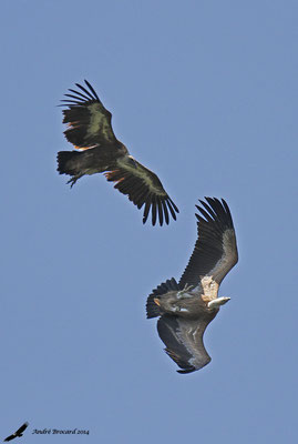 Vautour fauve 18
