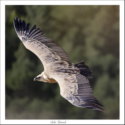 Vautour fauve 32