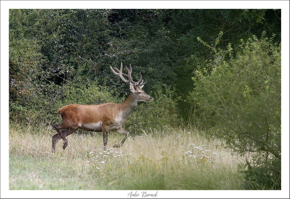Cerf en velours
