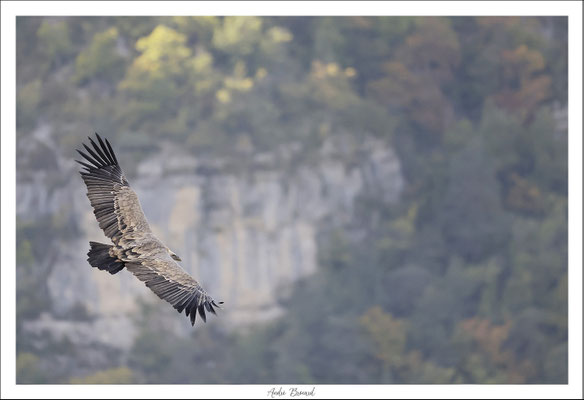 Vautour fauve 25