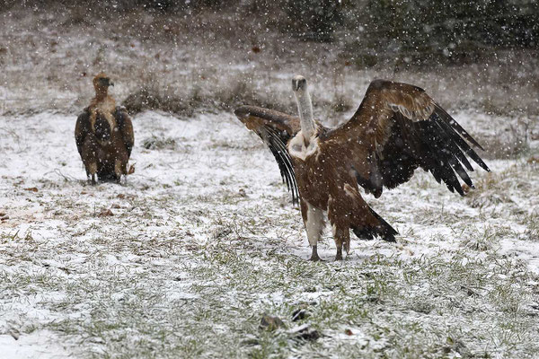 Sous la neige 3