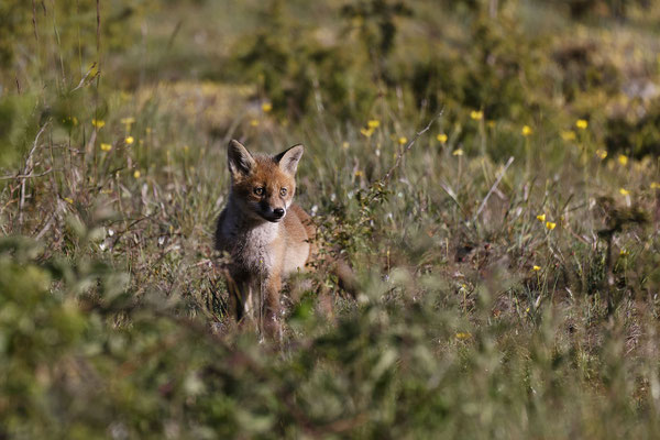 Renard 138