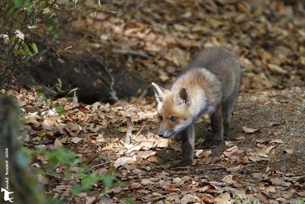 Renard 3