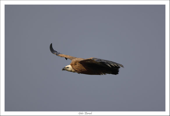 Vautour fauve 40
