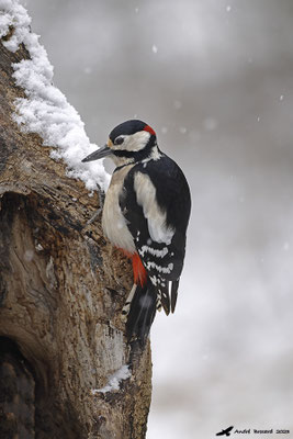 Pic épeiche et neige 2