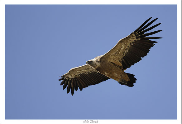 Vautour fauve 34
