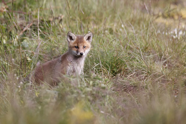 Renard 105