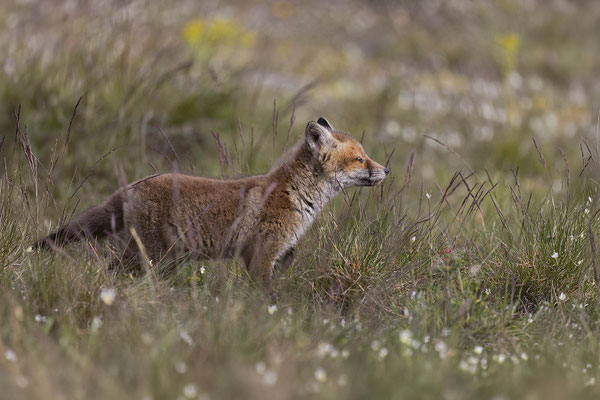 Renard 112