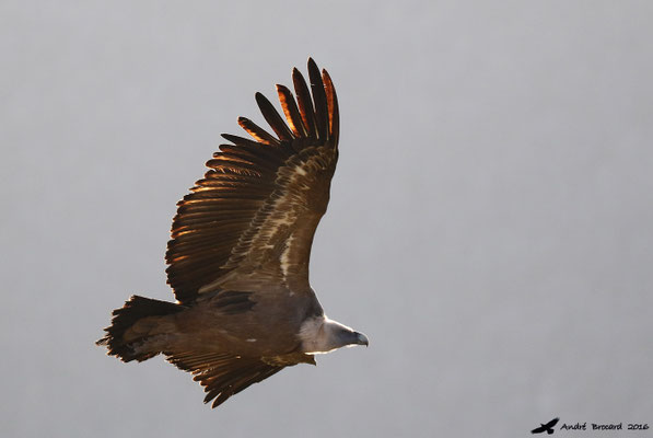 Vautour fauve 7
