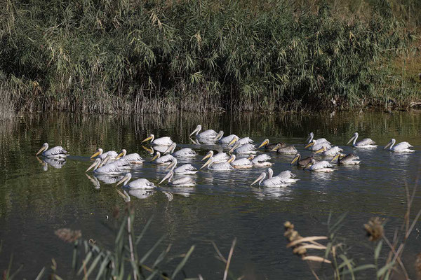 Pélican 2