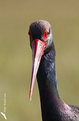 Portrait cigogne noire