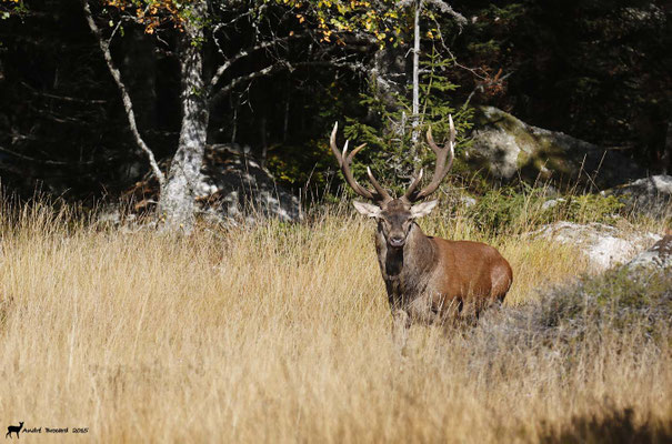 Cerf 18