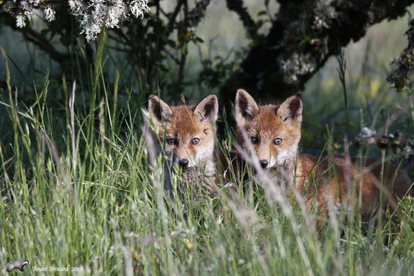 Renard 12