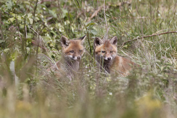 Renard 103