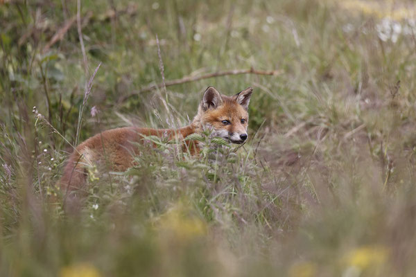 Renard 136