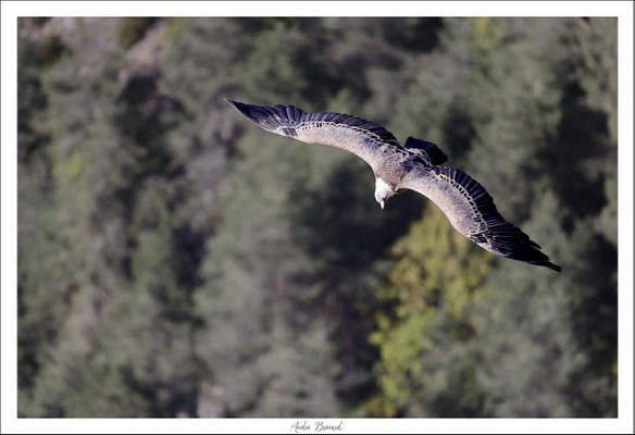 Vautour fauve 08