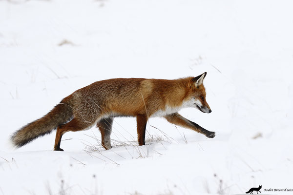 Renard  22/3