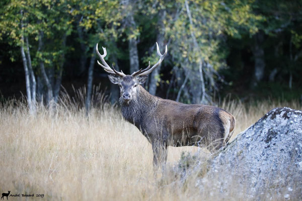 Cerf 19-8