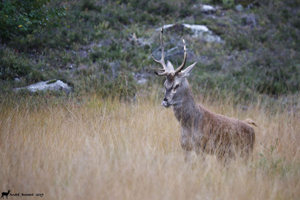 Cerf 19-14