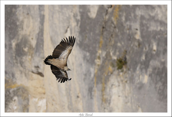 Vautour fauve 30