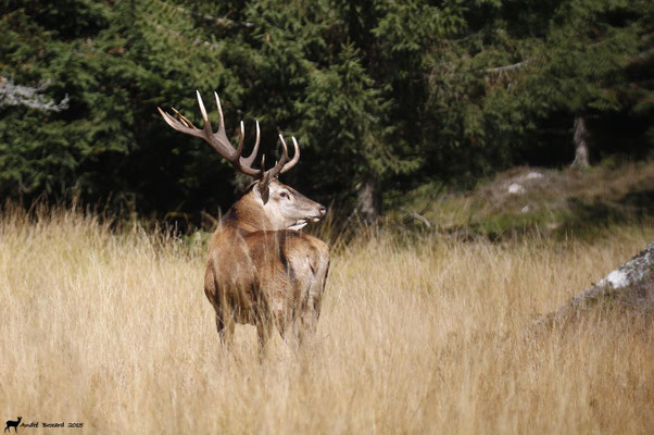 Cerf 12