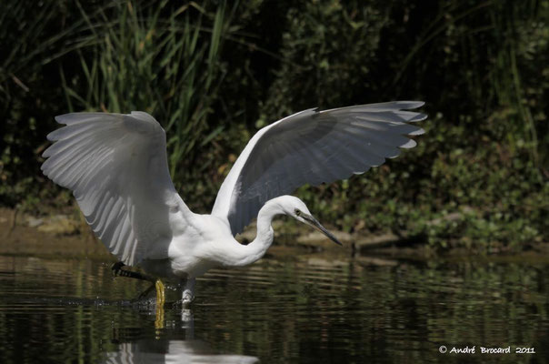 Aigrette garzette 8