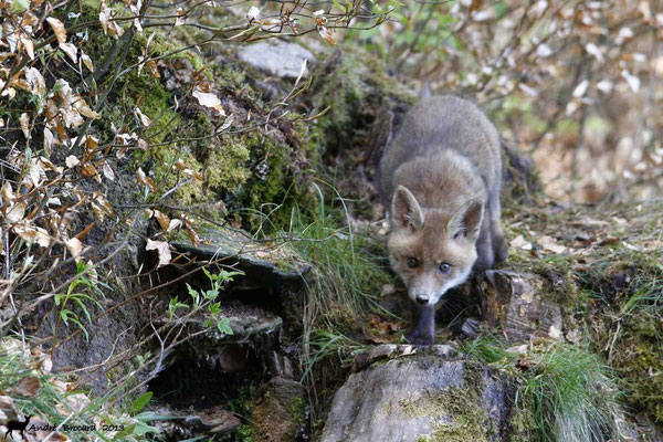 Renard 4
