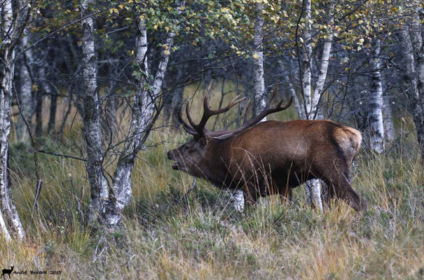 Cerf 27