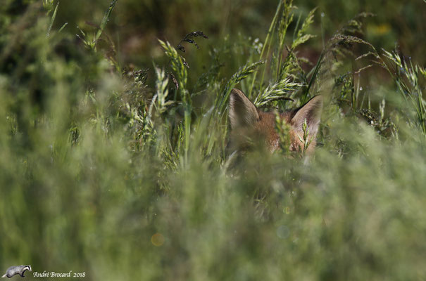 Renard 14