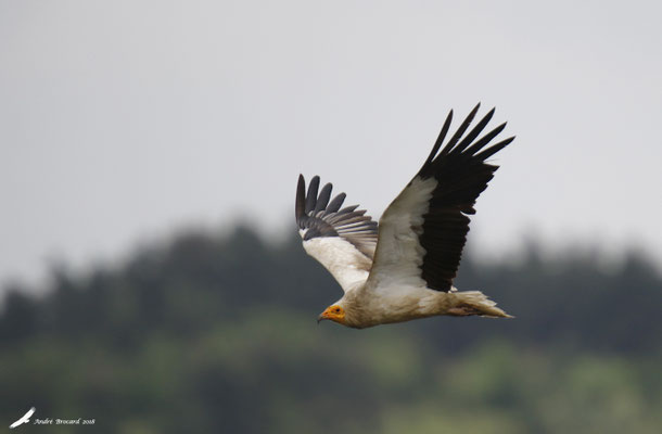 Vautour percnoptère 3