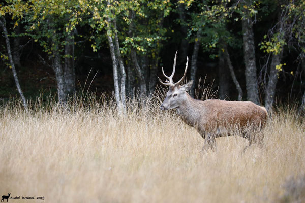 Cerf 19-17