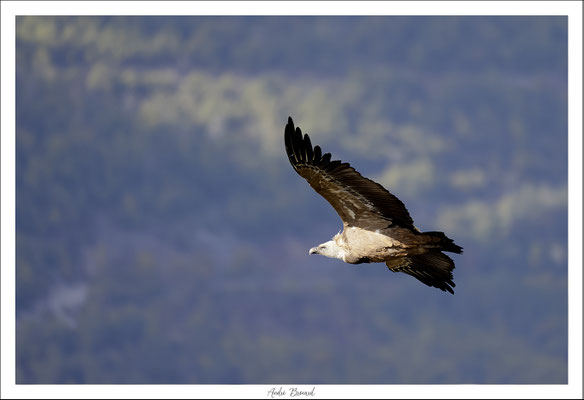 Vautour fauve 18