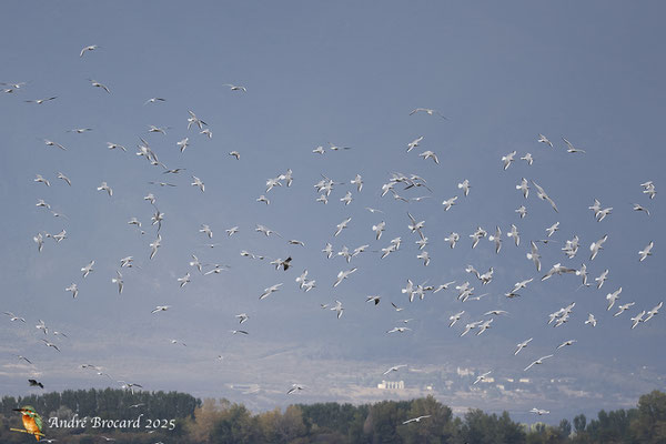 Ciel de mouettes