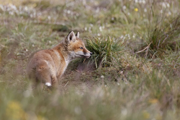 Renard 114
