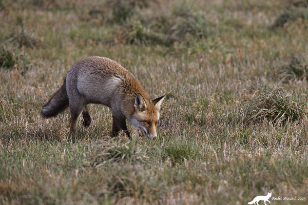 Renard 25 3