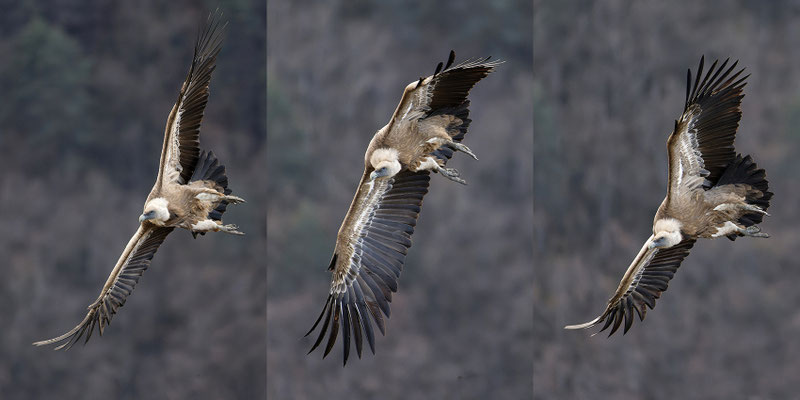 Vautour fauve virage