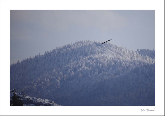 Gypaète barbu seul sur le Causse