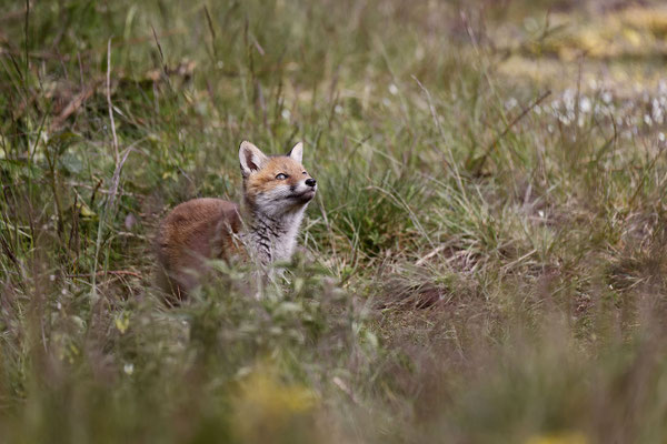 Renard 119