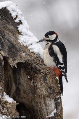 Pic épeiche et neige 4