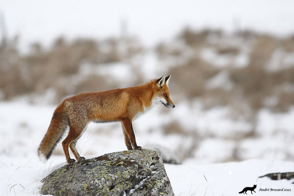 Renard  22/1
