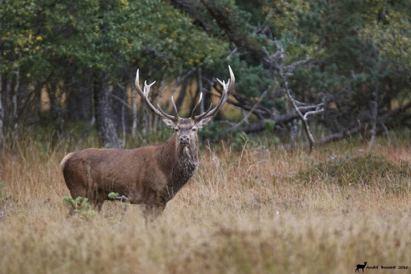 Cerf 8