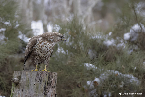 Buse variable 12