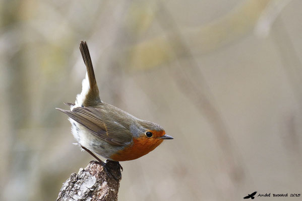 Rouge gorge 5