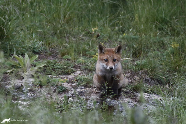 Renard 24